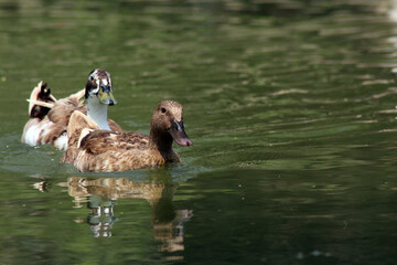 duck and ducklings