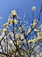 Spring in Birkmannsweiler 3 - by juma