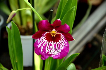 pink and white orchid