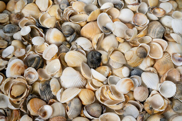 Summer background pattern from seashells. Shell close-up. Ocean coast. Seashells background.