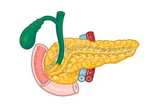 膵臓・十二指腸・胆嚢体のイラスト