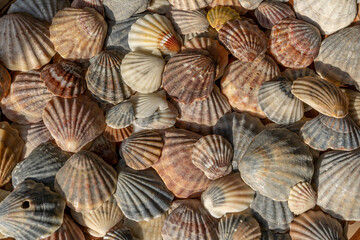 Summer background pattern from seashells. Shell close-up. Ocean coast. Seashells background.