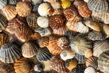 Summer background pattern from seashells. Shell close-up. Ocean coast. Seashells background.