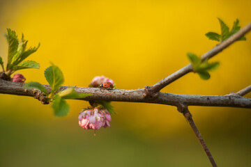 sakura branch with ladybug on blurred yellow background. shallow depth of field spring revival of nature.