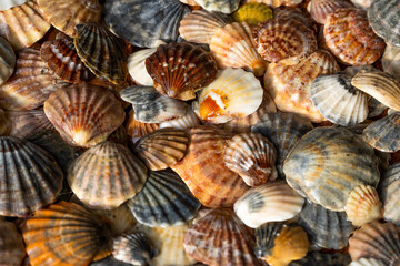 Summer background pattern from seashells. Shell close-up. Ocean coast. Seashells background.