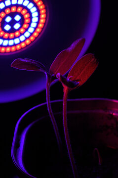 LED lamp for growing plants for agriculture, Phytolamps. Home plants on  under the fito lamp.
