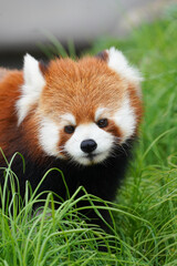 Red panda at Zoo with green grass © redpandian