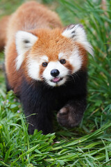 Red panda at Zoo with green grass