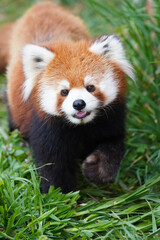 Fototapeta premium Red panda at Zoo with green grass