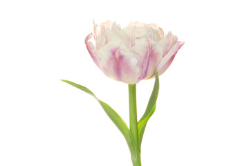 pale pink fluffy tulip flower on a white background