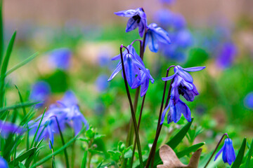 First spring flowers. Beautiful blue flower. Scylla on the background of nature