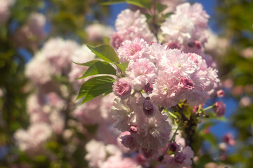 Blooming sakura close-up. Pink lush spring flowers on a branch.