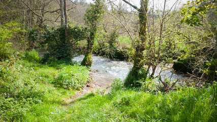 Arroyo en bosque verde de Asturias