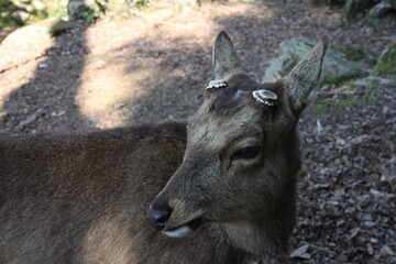 Miyajima Deer