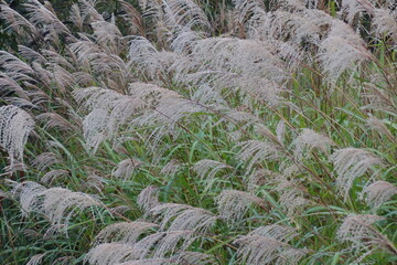 北海道の植物の写真の一年