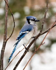 Blue Jay Photo Stock. Perched on a branch in the winter season with a blur background in its environment and habitat displaying blue and white feathers.