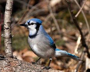 Blue Jay Photo Stock. Close-up profile view, perched with a blur background displaying blue and white feathesr in its environment and habitat. Image. Picture. Portrait.