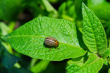 Pests of agricultural plants. Colorado potato beetle (Latin: Leptinotarsa decemlineata) on potato leaves in the morning dew.