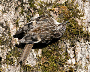 Brown Creeper bird Photo. On a tree trunk looking for insect in its environment and habitat and displaying brown feathers, curved claws hook. Close-up. Image. Picture. Portrait.