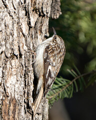 Brown Creeper bird Photo. On a tree trunk looking for insect in its environment and habitat and displaying brown feathers, curved claws hook. Close-up. Image. Picture. Portrait.