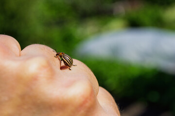 Pests of agricultural plants. Colorado potato beetle or potato leaf beetle (Latin: Leptinotarsa decemlineata) it sits on the farmer's arm. Selective focus, soft blurry background.