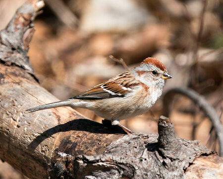 Chipping Sparrow Phot Stock. Close-up profile side view perched on a branch with a blur background and enjoying its environment and habitat. Image. Picture. Portrait.