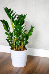 green plant zamioculcas zamiifolia in a white flower pot on a brown wooden floor against a gray concrete wall. minimal interior of a room at home or yoga studio