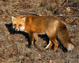 Red Fox Photo Stock.  Fox Image. Close-up profile side view looking at camera in the spring season with blur forest background in its environment and habitat.  Picture. Portrait.
