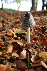 magpie inkcap fungus (Coprinopsis picacea) in autumn forest