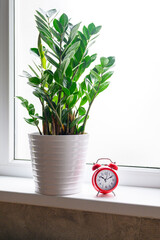 green plant zamioculcas zamiifolia in a white flower pot and red alarm clock on the windowsill on the background of the window. interior of the house room