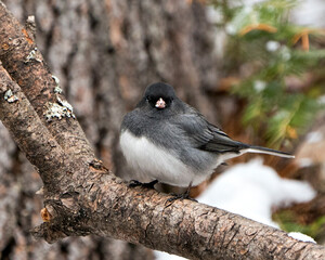 Junco Stock Photo. Perched on a branch displaying grey feather plumage, head, eye, beak, feet, with a blur background in its environment and habitat.