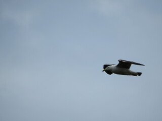 seagull in flight in front of cloudy sky