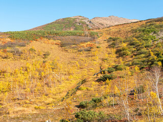 View of the Vachkazhets mountain range. Golden autumn beautifies trees, mountains and hills. Kamchatka Peninsula, Russia.