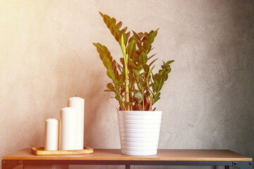 large white new candles in a wooden stand and zamioculcas zamiifolia plant in white flower pot on the table against the gray concrete wall. home decor details. flare
