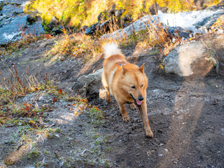 The dog walks near the Vachkazhets mountain range. Karelo Finnish Laika Yantar, accompanies its owner on hikes. Kamchatka Peninsula, Russia.