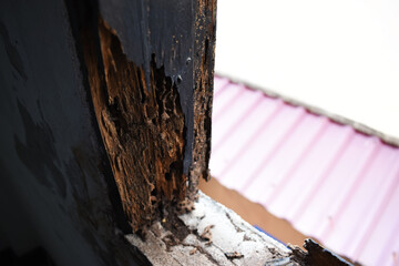 Damaged window frames From being eaten by termites, causing decay