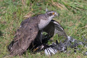 A Northern goshawk just captured a magpie