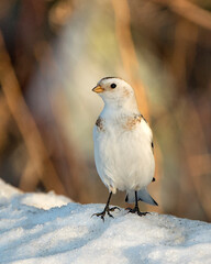 Snow bunting Photo Stock.  Close-up profile front view, standing on snow with a blur background in its environment and habitat. Image. Picture. Portrait.
