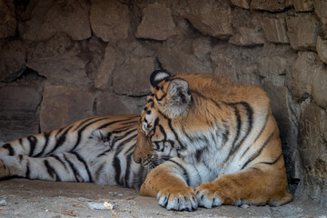 Bengal Tiger in Zoo