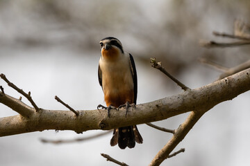 Collared Falconet Sitting on Branch
