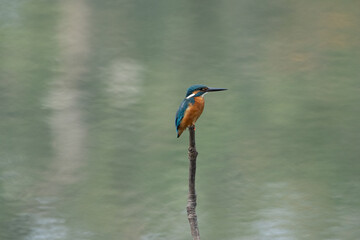 Common Kingfisher on Stick in Water
