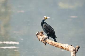 Cormorant on a Dead Tree