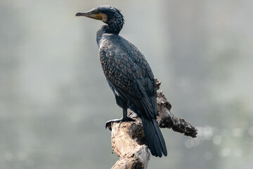 Cormorant on a Dead Tree