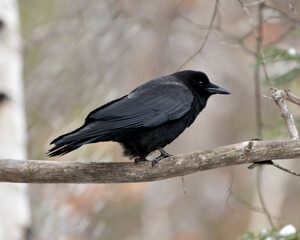 Raven Photo Stock. Perched on a tree branch with blur forest background in its environment and habitat. Image. Picture. Portrait.