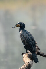 Cormorant on a Dead Tree