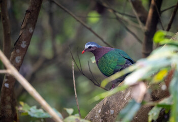 Emerald Dove in the Jungle