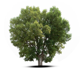 Fototapeta premium tree isolated on white background