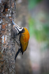 Female Himalayan Flameback on Tree