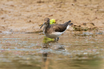Green Sandpiper in the Water