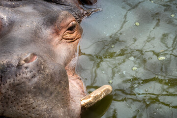 Hippo Front Half Face View